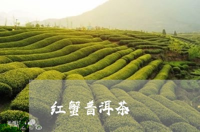 红蟹普洱茶/2023090667162