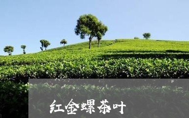 红金螺茶叶/2023041718660