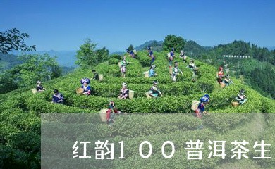 红韵100普洱茶生茶/2023080349261