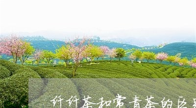 纤纤茶和常青茶的区别/2023092007283