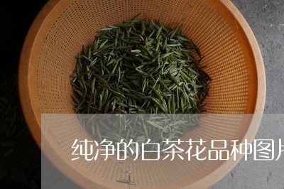 纯净的白茶花品种图片介绍/2023111048482