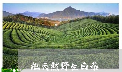 纯天然野生白茶/2023060840625