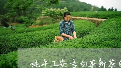 纯手工安吉白茶新茶的特点/2023042774928