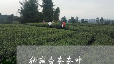 纳雍白茶茶叶/2023052383726