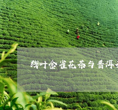 线叶金雀花茶与普洱茶/2023062946040