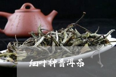 细叶种普洱茶/2023042583063