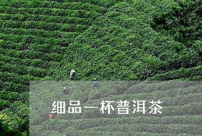 细品一杯普洱茶/2023120361716