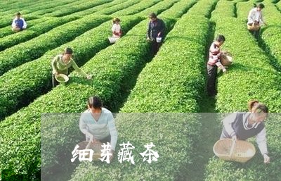 细芽藏茶/2023110968471