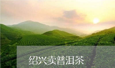 绍兴卖普洱茶/2023042642116