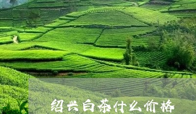 绍兴白茶什么价格/2023070843714