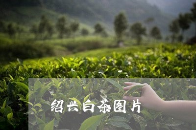 绍兴白茶图片/2023052312927