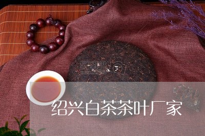 绍兴白茶茶叶厂家/2023070844140