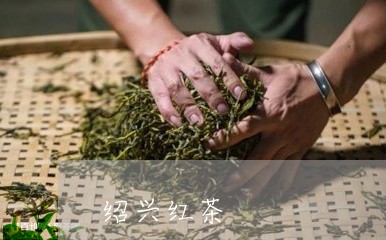 绍兴红茶/2023090104825