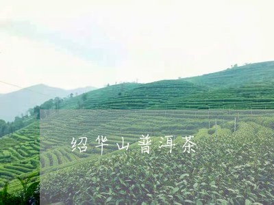 绍华山普洱茶/2023042603927