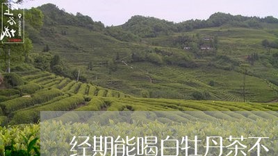 经期能喝白牡丹茶不/2023120689461