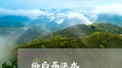 给白茶浇水/2023051125058