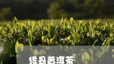 绛县普洱茶/2023090505916