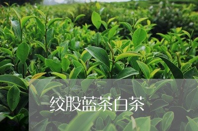 绞股蓝茶白茶/2023052376362