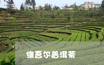 维吾尔普洱茶/2023042890789