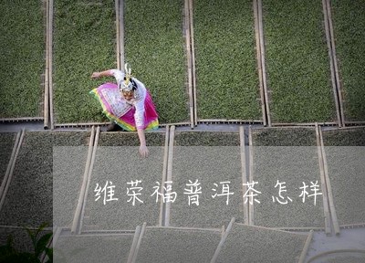 维荣福普洱茶怎样/2023110824151