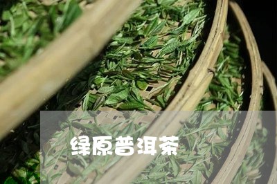 绿原普洱茶/2023090576037