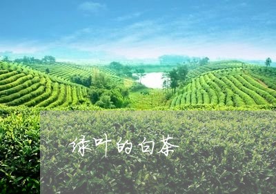 绿叶的白茶/2023051156370