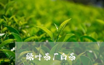 绿叶茶厂白茶/2023052389704