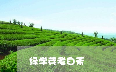 绿学芽老白茶/2023052356051