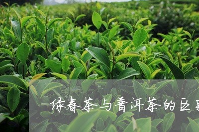 绿春茶与普洱茶的区别在哪/2023121824938