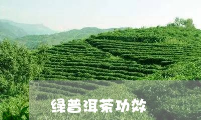 绿普洱茶功效/2023042774515