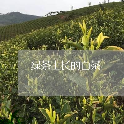 绿茶上长的白茶/2023060835069