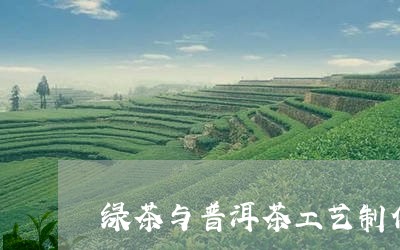 绿茶与普洱茶工艺制作区别/2023082522803