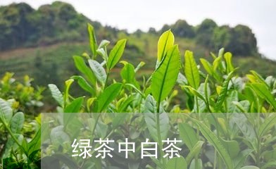 绿茶中白茶/2023051149816