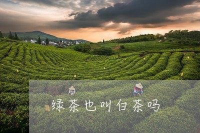 绿茶也叫白茶吗/2023060882927