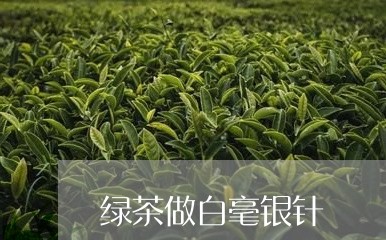 绿茶做白毫银针/2023112482596