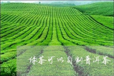 绿茶可以自制普洱茶/2023091326161