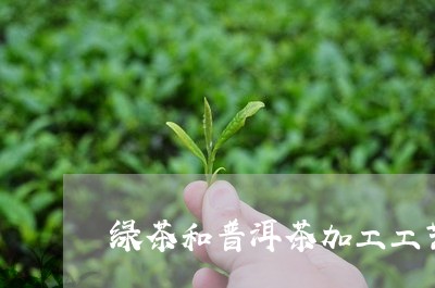 绿茶和普洱茶加工工艺区别/2023112452927