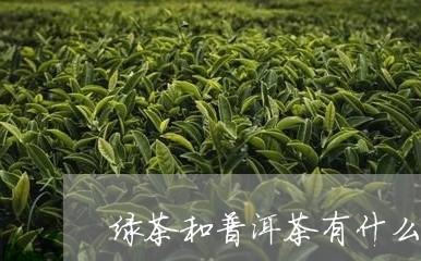 绿茶和普洱茶有什么不同/2023122034956