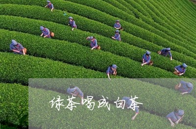 绿茶喝成白茶/2023052387572