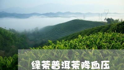 绿茶普洱茶降血压/2023062808370