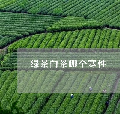 绿茶白茶哪个寒性/2023071325170