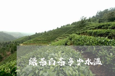 绿茶白茶多少水温/2023071362060