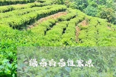 绿茶白茶性寒凉/2023060833936