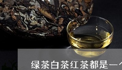 绿茶白茶红茶都是一个茶树/2023110915817