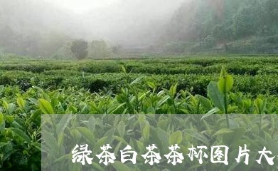 绿茶白茶茶杯图片大全高清/2023042728594