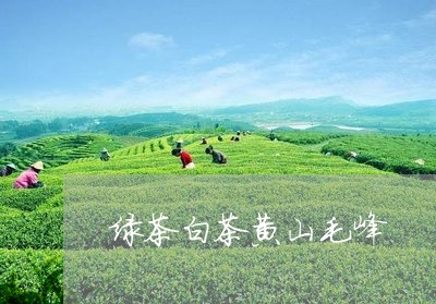 绿茶白茶黄山毛峰/2023071310594