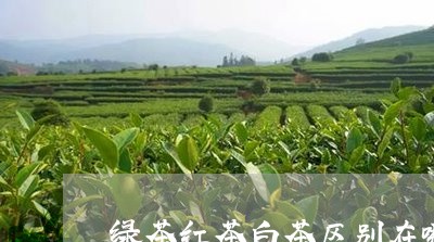 绿茶红茶白茶区别在哪/2023073006261