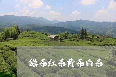 绿茶红茶黄茶白茶/2023071297048