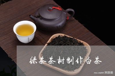 绿茶茶树制作白茶/2023071206158