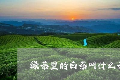 绿茶里的白茶叫什么茶名字/2023042651484